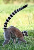 /album/pogromcy-niedu%c5%bcych-stworze%c5%84/lemur-katta-1-jpg/