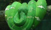 /album/pogromcy-niedu%c5%bcych-stworze%c5%84/amazing-snakes-001-500x300-jpg/