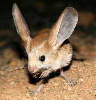 /album/pogromcy-niedu%c5%bcych-stworze%c5%84/jerboa-jpg/